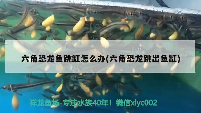 六角恐龍魚跳缸怎么辦，六角恐龍魚缸內(nèi)隱蔽物選擇，六角恐龍魚缸蓋安裝技巧