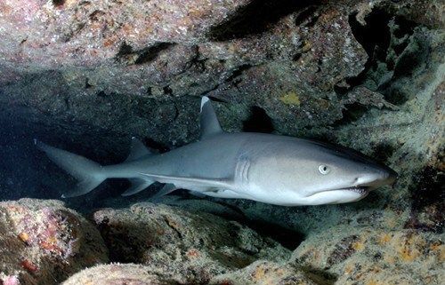 水族箱布置對(duì)鯊魚的影響，水族箱布置對(duì)鯊魚的生長(zhǎng)、行為、生活習(xí)性和社交行為有重要影響