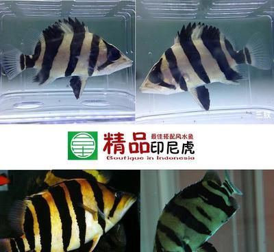 印尼虎魚苗喂養(yǎng)技巧分享，印尼虎魚苗喂養(yǎng)技巧 虎魚百科 第5張