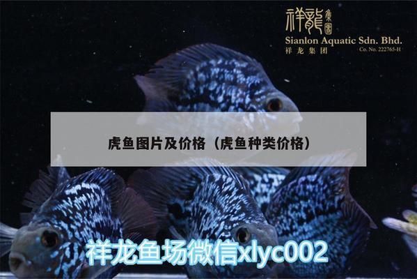 虎魚(yú)市場(chǎng)價(jià)格波動(dòng)原因，虎魚(yú)市場(chǎng)價(jià)格的波動(dòng)受到多種因素影響泰國(guó)虎魚(yú)養(yǎng)殖技術(shù)要點(diǎn) 虎魚(yú)百科 第5張