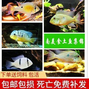 白子關(guān)刀魚苗飼料選擇指南