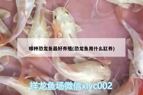 福滿鉆魚養(yǎng)殖技巧分享，福滿鉆魚的養(yǎng)殖技巧 觀賞魚市場（混養(yǎng)魚） 第5張