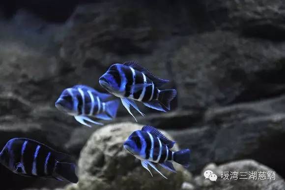 薩伊藍(lán)魚繁殖環(huán)境模擬技巧，薩伊藍(lán)魚繁殖環(huán)境布置要點 觀賞魚市場（混養(yǎng)魚） 第5張