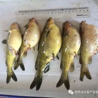 黃鰭鯧魚疾病早期癥狀識別，黃鰭鯧魚疾病早期癥狀及其早期癥狀識別技巧分析 觀賞魚市場（混養(yǎng)魚） 第2張