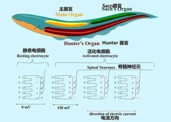 電鰻電場感應(yīng)器官的結(jié)構(gòu)解析，電鰻電場感應(yīng)器官的結(jié)構(gòu)解析：電鰻電場感應(yīng)器官的修復(fù)與再生