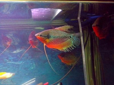 麗麗魚和曼龍魚的區(qū)別，麗麗魚和曼龍魚有什么區(qū)別 龍魚百科 第3張