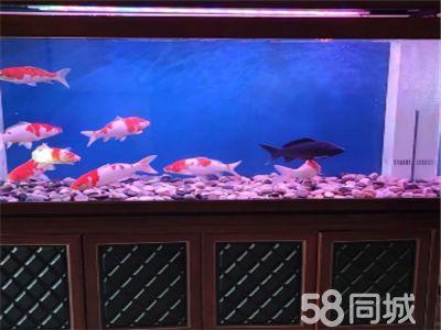 龍魚缸怎么清洗魚屎，清洗龍魚缸魚屎的方法