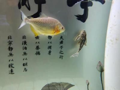 招財(cái)貓魚(yú)白點(diǎn)病預(yù)防措施，招財(cái)貓魚(yú)白點(diǎn)病如何預(yù)防 觀賞魚(yú)市場(chǎng)（混養(yǎng)魚(yú)） 第4張