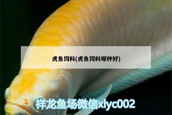 三紋虎魚(yú)冬季飼料選擇，三紋虎魚(yú)冬季飼料選擇指南， 虎魚(yú)百科 第3張