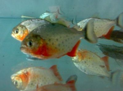 三紋虎魚(yú)冬季飼料選擇，三紋虎魚(yú)冬季飼料選擇指南， 虎魚(yú)百科 第5張