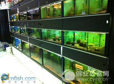 觀賞魚市場上的熱門品種，觀賞魚市場上的一些熱門品種 觀賞魚市場（混養(yǎng)魚） 第5張