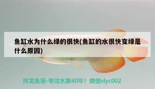 泰龐海鰱魚疾病預防指南，泰龐海鰱魚疾病的預防指南 觀賞魚市場（混養(yǎng)魚） 第5張