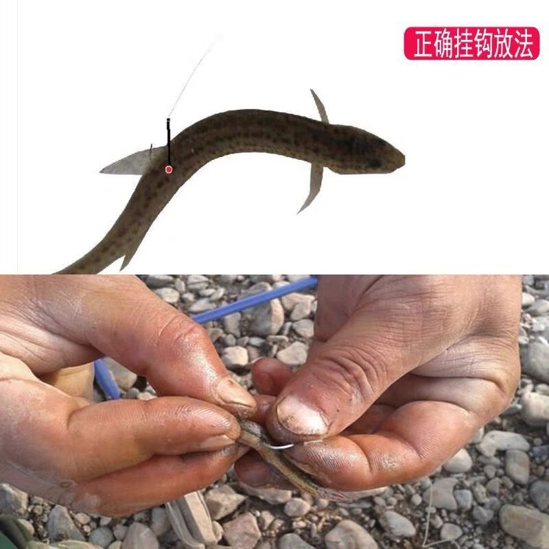 龍魚吃小泥鰍，龍魚吃小泥鰍是一種常見的喂食方式，但需要注意一些處理方法