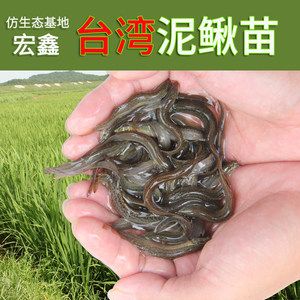 龍魚吃小泥鰍，龍魚吃小泥鰍是一種常見的喂食方式，但需要注意一些處理方法 龍魚百科 第5張