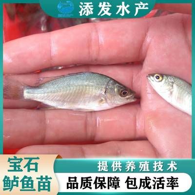 寶石魚苗選購注意事項(xiàng)，如何選購寶石魚苗