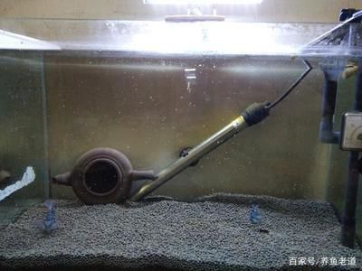 迷你龍魚體型最小的龍魚多大，迷你龍魚體型最小的龍魚，體型最小的龍魚是短體龍魚 龍魚百科 第1張