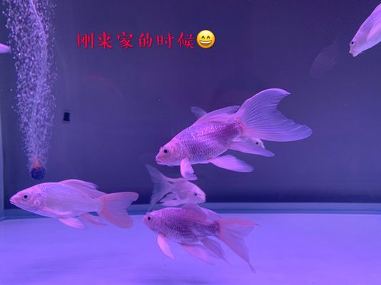 蝴蝶鯉幼魚(yú)成長(zhǎng)階段飼料選擇，蝴蝶鯉幼魚(yú)成長(zhǎng)階段飼料選擇對(duì)其健康成長(zhǎng)至關(guān)重要 虎魚(yú)百科 第5張