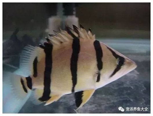 泰國虎魚品種純度鑒定方法，泰國虎魚品種純度鑒定方法：泰國虎魚品種純度鑒別誤區(qū) 虎魚百科 第2張