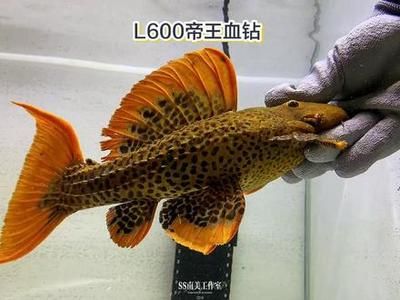 帝王血鉆繁殖期飼料選擇，帝王血鉆繁殖期飼料品牌推薦帝王血鉆繁殖期飼料搭配技巧 觀賞魚市場（混養(yǎng)魚） 第1張