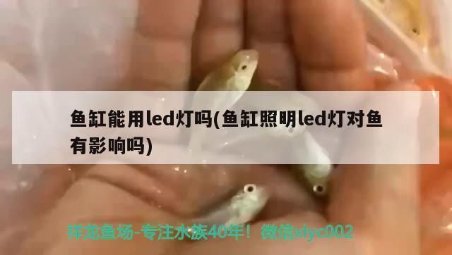 歐博龍魚缸，如何維護(hù)歐博龍魚缸的水草生長環(huán)境？ 水族問答