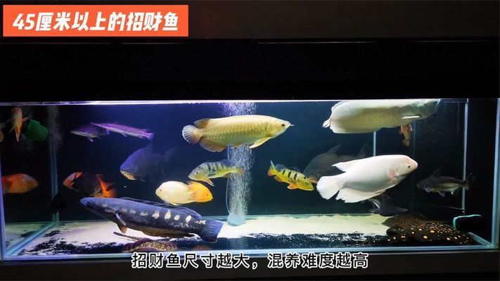 招財(cái)戰(zhàn)船魚混養(yǎng)注意事項(xiàng)，招財(cái)戰(zhàn)船魚混養(yǎng)水質(zhì)管理