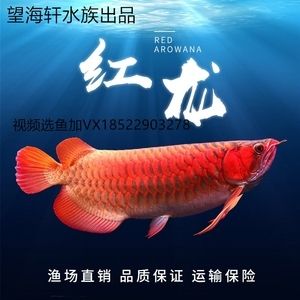 龍魚哪個(gè)漁場(chǎng)的最好養(yǎng)活呢，印尼龍魚養(yǎng)殖環(huán)境特點(diǎn)