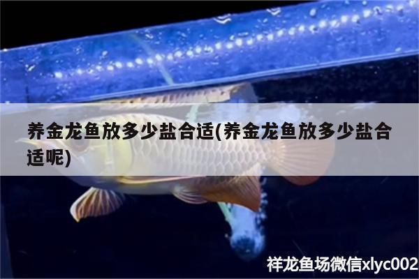 龍魚缸放多少鹽合適，養(yǎng)龍魚時(shí)