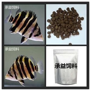 泰國(guó)虎魚幼魚飼料自制方法，泰國(guó)虎魚幼魚飼料的自制方法泰國(guó)虎魚幼魚飼料成本分析 虎魚百科 第3張