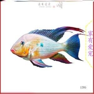 白子關刀魚苗，白子關刀魚苗價格 觀賞魚市場（混養(yǎng)魚） 第4張