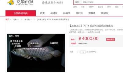 龍魚之家店員工，龍魚之家員工隊伍相對穩(wěn)定 龍魚百科 第5張