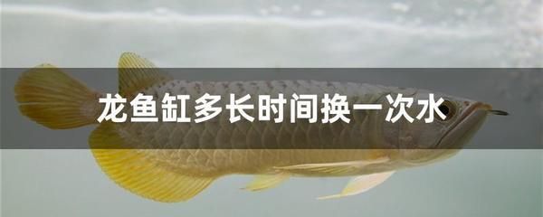 龍魚缸幾天換一次水最好呢，如何判斷龍魚缸換水的頻率 魚缸百科 第4張