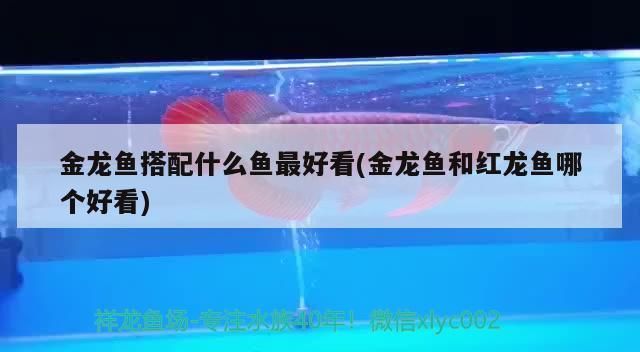 龍魚和什么魚搭配顯得高檔好看呢，與龍魚搭配的魚類有哪些 龍魚百科 第5張