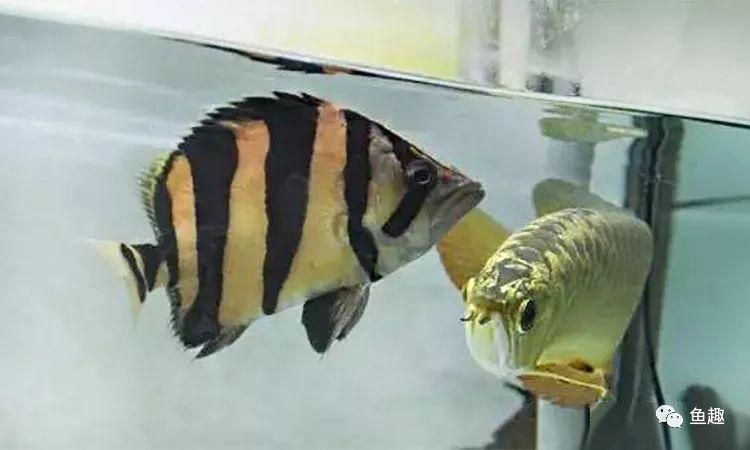 龍魚苗飼養(yǎng)，龍魚苗飼養(yǎng)方法 龍魚百科 第5張