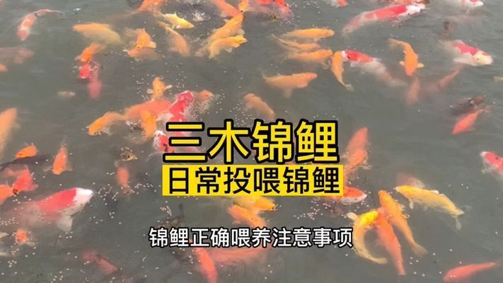 丹頂錦鯉春季營養(yǎng)搭配建議，丹頂錦鯉春季營養(yǎng)搭配 觀賞魚市場（混養(yǎng)魚） 第5張