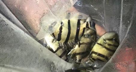 三紋虎魚飼料保存方法介紹，三紋虎魚飼料保存誤區(qū)解析三紋虎魚飼料保存誤區(qū) 虎魚百科 第3張