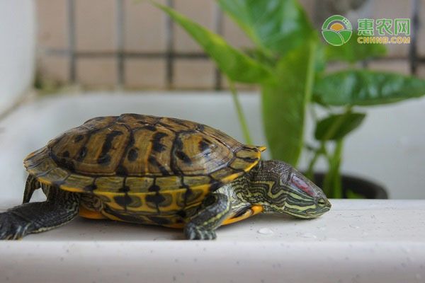 巴西龜自制飼料食譜，巴西龜自制飼料營(yíng)養(yǎng)搭配指南，巴西龜飼料添加劑選擇 觀賞魚市場(chǎng)（混養(yǎng)魚） 第2張