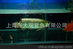 龍魚(yú)缸鋪瓷磚怎么鋪的，龍魚(yú)缸瓷磚怎么鋪 魚(yú)缸百科 第4張