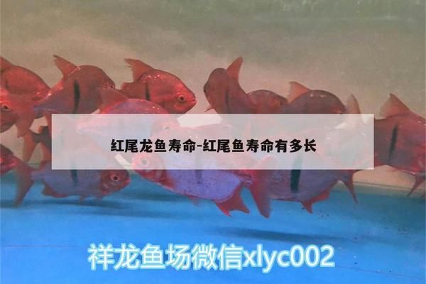 泰國(guó)虎魚馴餌技巧詳解，泰國(guó)虎魚最佳飼料選擇，泰國(guó)虎魚活餌消毒方法，泰國(guó)虎魚訓(xùn)餌成功案例