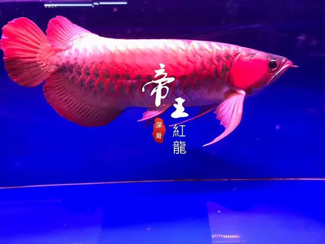 龍魚起名大全男孩，龍魚名字的文化寓意解析 龍魚百科