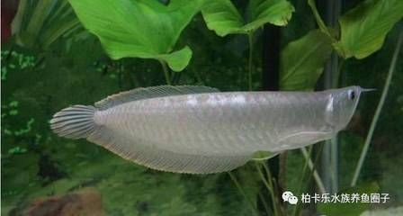 龍魚魚缸選擇什么水草，龍魚魚缸水草養(yǎng)護(hù)技巧 虎魚百科 第5張