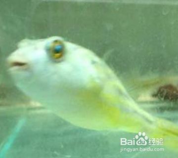 狗頭魚適宜水溫范圍，斑馬狗頭魚飼養(yǎng)技巧，狗頭魚混養(yǎng)注意事項， 觀賞魚市場（混養(yǎng)魚） 第1張