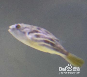 狗頭魚適宜水溫范圍，斑馬狗頭魚飼養(yǎng)技巧，狗頭魚混養(yǎng)注意事項， 觀賞魚市場（混養(yǎng)魚） 第5張