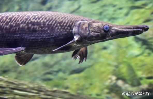 世界最大龍魚(yú)排名，世界上最大的龍魚(yú)排名 龍魚(yú)百科 第1張