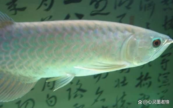 世界最大龍魚(yú)排名，世界上最大的龍魚(yú)排名 龍魚(yú)百科 第3張