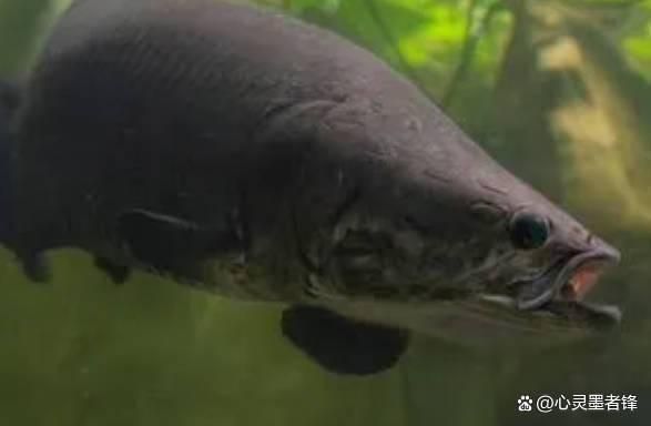 世界最大龍魚(yú)排名，世界上最大的龍魚(yú)排名 龍魚(yú)百科 第4張