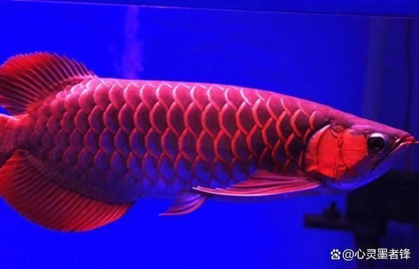 世界最大龍魚(yú)排名，世界上最大的龍魚(yú)排名 龍魚(yú)百科 第5張