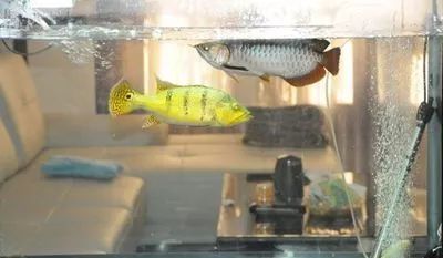 金三間魚，金三間魚最佳飼料選擇