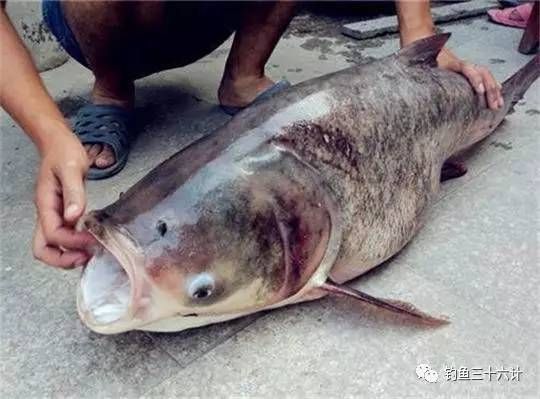 泰龐海鰱魚飼料自制方法，泰龐海鰱魚飼料的自制方法 觀賞魚市場(chǎng)（混養(yǎng)魚） 第2張