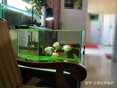 龍魚一缸養(yǎng)幾條合適圖片，魚缸大小、魚缸大小、魚缸大小、魚缸大小、魚缸的養(yǎng)殖注意事項 虎魚百科 第3張