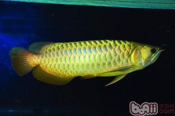 金老虎魚(yú)領(lǐng)地性行為的緩解方法，如何緩解金老虎魚(yú)的領(lǐng)地性行為 虎魚(yú)百科 第2張